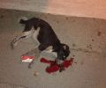 Κάλεσμα στους φιλόζωους να παραβρεθούν στις 28/1 στο δικαστήριο στη Χαλκίδα για τη δολοφονία της σκυλίτσας Μάγκυ (ηχητικό)